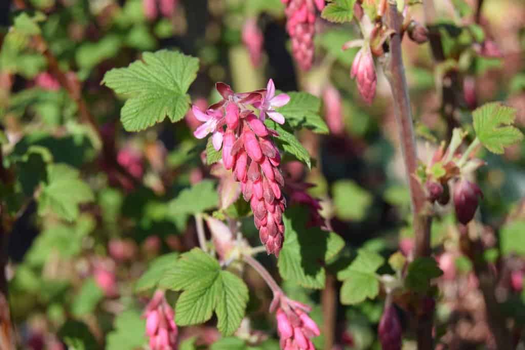 Ribes sanguineum 'King Edward VII' 40-60 cm